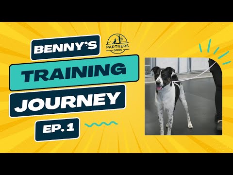 Benny, a real dog at Partners Dogs