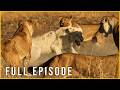 FANGS IN THE GRASS - Vulnerable Offspring Face Ruthless Hunters (Full Episode)