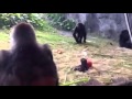 Mama gorilla protecting her baby at Disney's Animal Kingdom