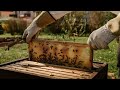 ‘Bees are under a double threat’: Beekeepers in Bosnia are battling climate change and disease