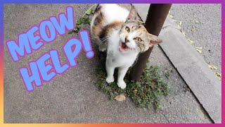 Pregnant Cat Followed Me On The Street Asking For Help