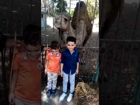 قبله الحياة من الجمل