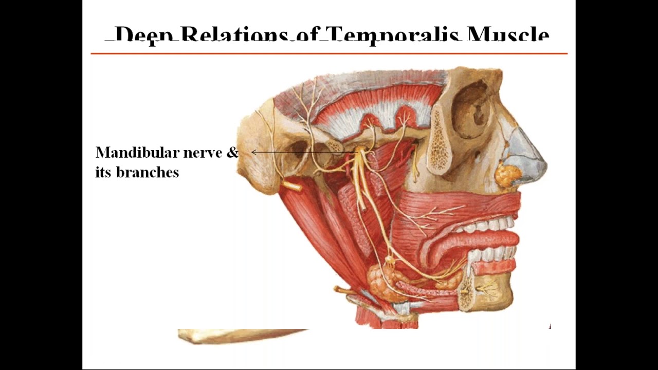 Muscles of mastication YouTube