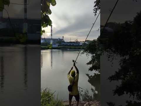 Video Quăng mồi tới bờ cá chạy tung tăng - youtube