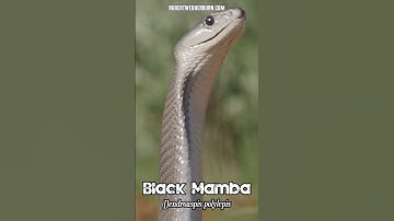 Discover the FASTEST Snake in the World, the Black Mamba!
