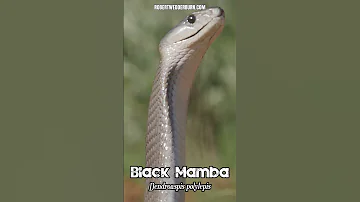 Discover The FASTEST Snake In The World The Black Mamba 