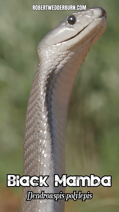 Discover the FASTEST Snake in the World, the Black Mamba!