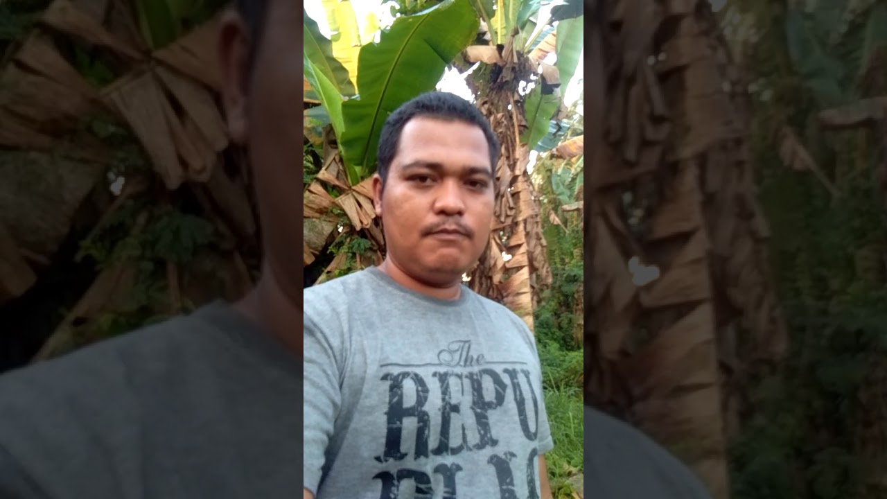 Perangkap pikat burung ruak ruak atau burung ayam ayaman 
