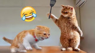 New Funny Cat and Dog Videos  Funniest Animals  Part 7