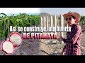 Tutores de concreto para pitahayas  1700 plantas una inversin de 600 mil