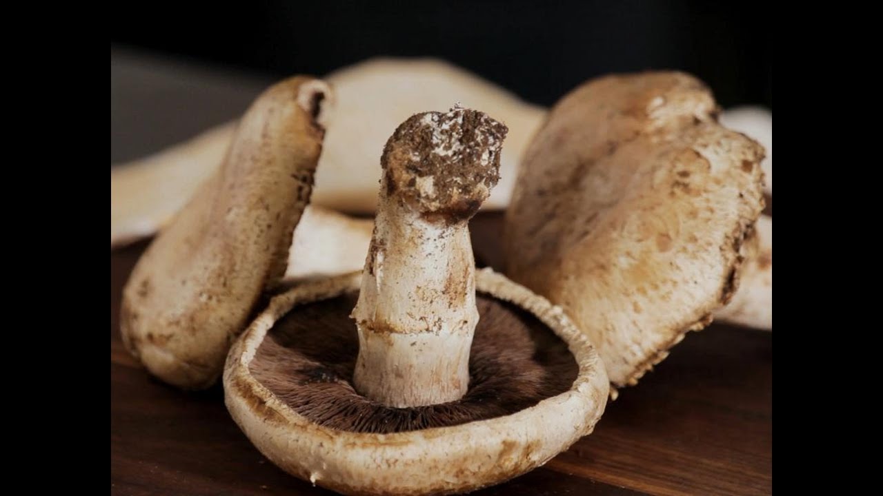 How To Dry Mushrooms In The Oven Fantastic OvenDried Mushrooms YouTube