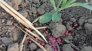 Pagaabono Ng Halamang Mais with Sulfate, Potash, Urea Combination /Nilo Ramirez