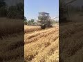 #_PASSO_BEM_SOLTO_X_#_HARVESTER_#🛢️🛢️🛢️🛢️