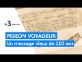 Perdu par un pigeon voyageur il y a 110 ans un message militaire allemand retrouv en alsace