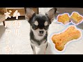 手作り犬用ケーキ作ってみた