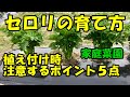 セロリの育て方 　植え付け時の注意ポイント　How to grow celery.　Precautions when planting.