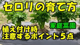 セロリの育て方 　植え付け時の注意ポイント　How to grow celery.　Precautions when planting.