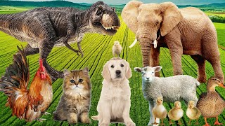 Cute little Farm animals: Cow, Sheep, Cat, Dog, Chicken, Horse, Buffalo #animalsounds