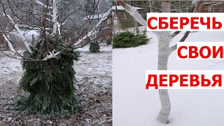 картинка: Варианты подзимнего укрытия плодовых деревьев. Плюсы и минусы