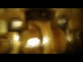 Camera Inside an Engine's Valve Cover (Slow Motion) (Overhead Cam)