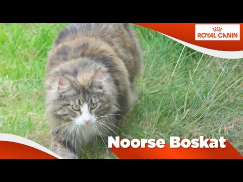 Video: Noorse Boskat Kattenras Hypoallergeen, Gezondheid En Levensduur