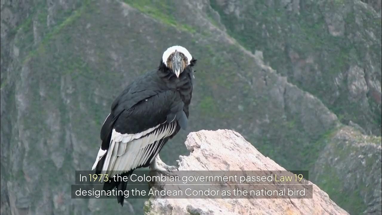 "Discover the Majestic Andean Condor Colombia's National Bird Revealed
