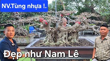 Chiêm ngưỡng mãn nhãn vườn cây đẳng cấp của Tùng nhựa Hưng Yên 