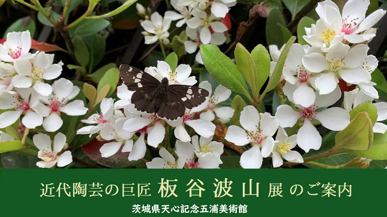 近代陶芸の巨匠 板谷波山展(2019.6.7～7.15)茨城県天心記念五浦美術館