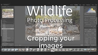 How to CROP your WILDLIFE PHOTOGRAPHY images