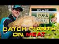 Catch Giants on Meat | Bradley Gibbons