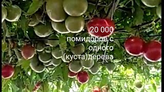 20 000 помидоров с одного куста дерева