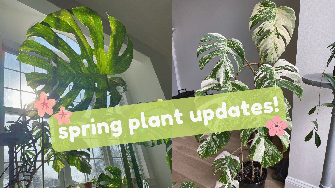 spring houseplant updates in my new home! all of my plants are here! 🌸 💕