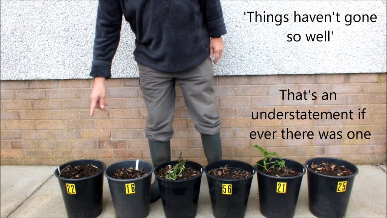 New Potatoes for Christmas  Part 3.  A Premature End.