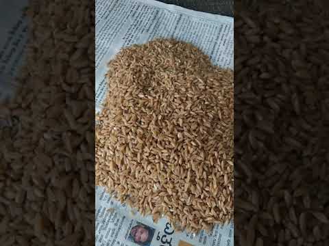 ( jave godhi kapali wheat samba wheat) pro by shivshekti flour mill ...