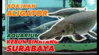Aquarium Kebun Binatang Surabaya | Surabaya Zoo