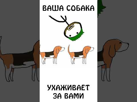 А вы знали почему собака лижет вас? #собака #авызналиэто #академияброкколи #шортс #животные