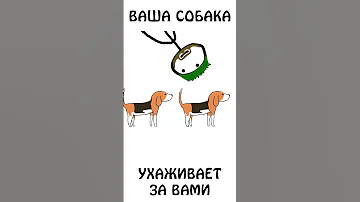 А вы знали почему собака лижет вас? #собака #авызналиэто #академияброкколи #шортс #животные