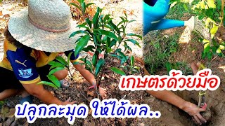 ปลูกละมุดในสวน เกษตรด้วยมือ จัดสวนแต่งสวนเกษตรคนไทย