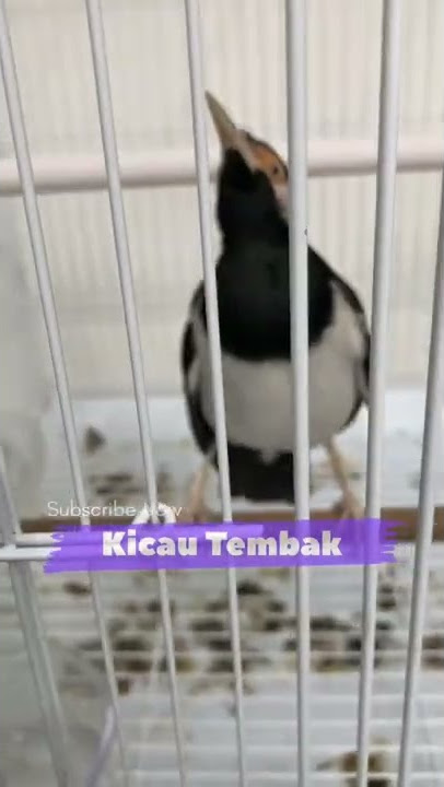 Langsung Respon!! Pancingan Jalak Suren Macet Bunyi Agar Langsung Ikut Gacor Seketika | Kicau Tembak