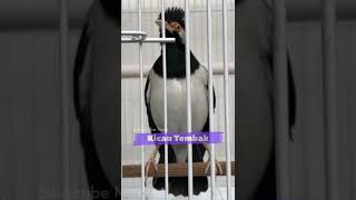 Langsung Respon Pancingan Jalak Suren Macet Bunyi Agar Langsung Ikut Gacor Seketika  Kicau Tembak