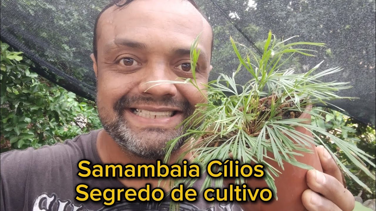 Samambaia Cílios e seu segredo de cultivo 