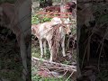 ralat tarikh POV:230526 6zhjh1447H hero& heroin kandang akan datang