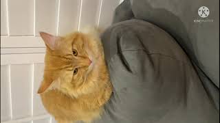 shorts funny cats video she like to sit on soft pillow enjoy comb # shorts screenshot 5