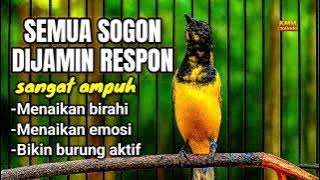 Semua sogon pasti nyaut‼️ Pancingan sogon agar emosi bunyi gacor