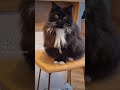 Sissi star des réseaux 📷 🎥 🐱 ❤️ #chat #cat #sissi #calover #paparazzi