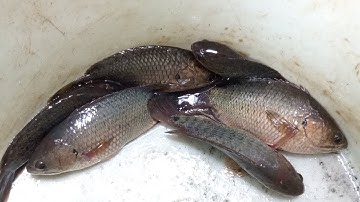 Câu Cá Rô Đồng Trong Lục Bình Cá Rô Nó Ăn Giật Cần Nó Đã Tay Thiệt.