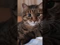 Мой босс 🤔🤗🙀🤣 #cat #кот #юмор #котушка #приколы #позитив