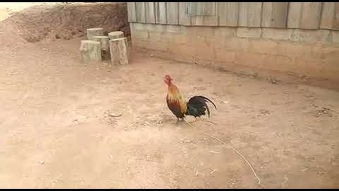 qaib qua zoo kawg nawb(3)