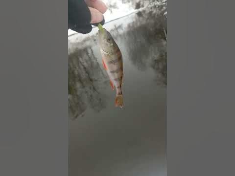 Маленький засранец - YouTube
