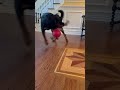 Gino does not like that Ball
